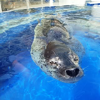 ベッド周り/水族館なう/ベッド周りではありませんが…のインテリア実例 - 2016-04-24 15:09:55