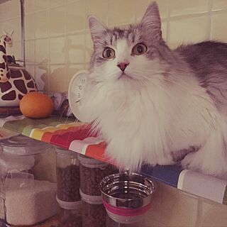キッチン/猫/猫と暮らす。/ねこのいる日常/猫が好き...などのインテリア実例 - 2017-03-18 12:46:07