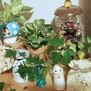 棚/団地住まい/観葉植物/押し逃げゴメンなさぃ|ω˂̶๑)੭༡/100均...などのインテリア実例 - 2015-10-02 22:56:59