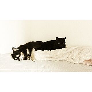 ベッド周り/チワワ/黒猫/犬のいる暮らし/猫のいる暮らしのインテリア実例 - 2017-04-17 20:25:07