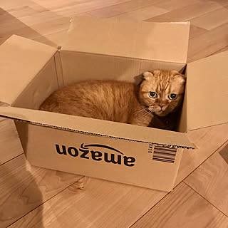 スコティッシュフォールド折れ耳/スコティッシュフォールド/Amazonの段ボール/Amazon/ねこのいる風景...などのインテリア実例 - 2020-10-28 01:34:45