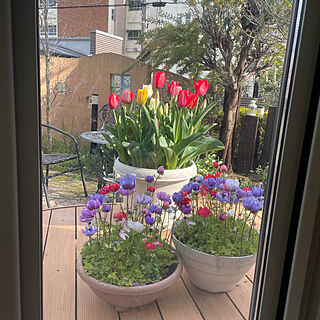窓からの眺め/ガーデンデッキ/アネモネ/ガーデニング/ガーデン...などのインテリア実例 - 2022-04-04 07:08:40