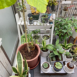 ダイソーの植物/多肉植物/観葉植物/雨の日の楽しみ方/ガーデニングが好き...などのインテリア実例 - 2023-04-07 12:41:35