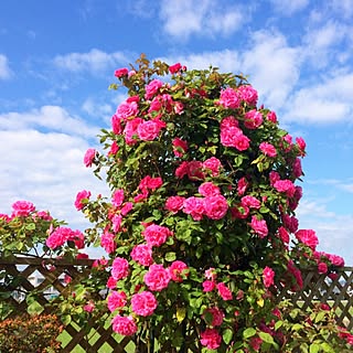 玄関/入り口/青空♫/お花大好き♡/薔薇が大好き╰(✿´⌣`✿)╯♡/いい香り♡...などのインテリア実例 - 2016-05-31 08:21:01