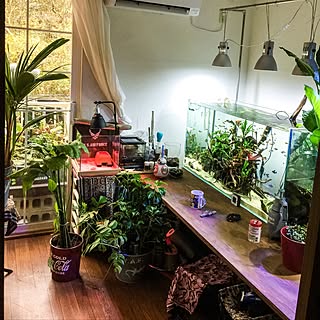 観葉植物 アクアリウム テラリウムのおしゃれなアレンジ 飾り方のインテリア実例 Roomclip ルームクリップ