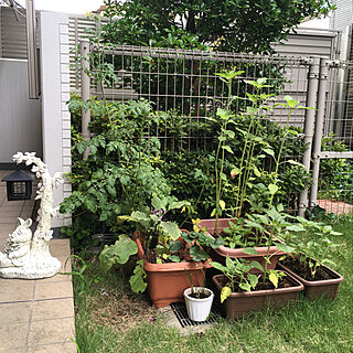 庭/マンション/こどもと暮らす。/ガーデン/ジフィー...などのインテリア実例 - 2019-06-07 08:40:20