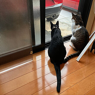 駐車場の窓/外に出たい猫/黒猫ミースケ/玄関先の猫/猫のいる風景...などのインテリア実例 - 2022-08-30 15:12:07