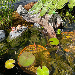 シダ植物/睡蓮鉢/ビオトープ/水生植物/癒しの空間...などのインテリア実例 - 2023-05-16 19:12:42