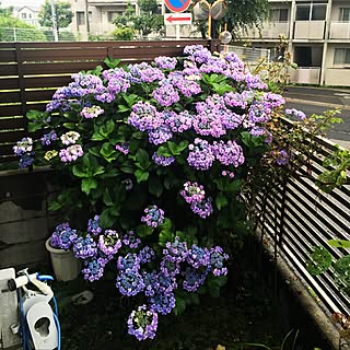 玄関/入り口/庭の片隅/梅雨ですねぇ../ちいさなお庭/紫陽花のインテリア実例 - 2016-06-23 07:16:53