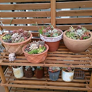 棚/古道具/ブログも見てね♡/ＲＣ愛知/多肉寄せ植えのインテリア実例 - 2016-05-07 22:44:48