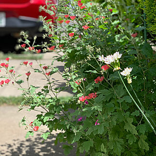スプリングピクシー/花/花のある暮らし/植物のある暮らし/庭のインテリア実例 - 2021-05-06 12:19:43