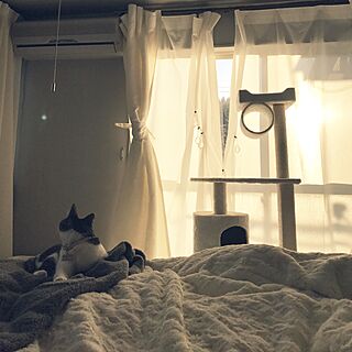 ベッド周り/グレーの壁/キリですฅ^•ω•^ฅ/猫と暮らす/猫のいる日常...などのインテリア実例 - 2017-02-11 17:11:50