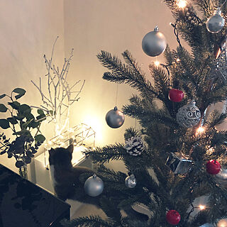 手作り白樺ツリー/夜のライトアップ/クリスマス/クリスマスツリー♪/ねこが好き...などのインテリア実例 - 2020-11-12 22:12:45