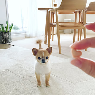 部屋全体/犬のいる暮らし/ペットと暮らすインテリア/タイルカーペット/観葉植物...などのインテリア実例 - 2018-06-08 13:59:34