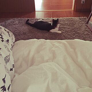 ベッド周り/ラグ/IKEA/猫のインテリア実例 - 2015-05-20 12:47:39