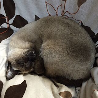 ベッド周り/猫のいる暮らし/狭い家のインテリア実例 - 2016-04-05 04:55:55
