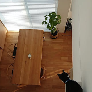 部屋全体/ねこと暮らす/ダイニング/猫穴/猫スペースのインテリア実例 - 2020-02-13 16:07:18