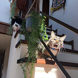 階段/ニトリのフェイクグリーン/猫/猫との暮らし/ちびこ...などのインテリア実例 - 2019-04-01 19:07:36