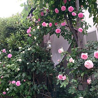 玄関/入り口/薔薇のアーチ/ガーデニング/癒し…/庭...などのインテリア実例 - 2015-05-12 16:43:40
