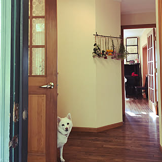 玄関/入り口/ひょっこり/犬と暮らす/花束をドライフラワーに。/記録のインテリア実例 - 2018-10-24 19:47:43