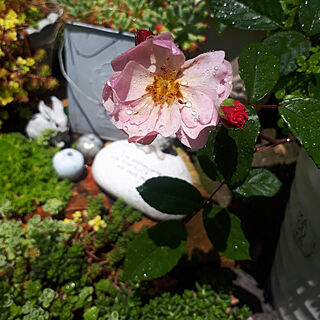 部屋全体/植物のある暮らし/5月の庭/私の癒し/薔薇のある暮らしのインテリア実例 - 2022-05-05 17:51:14
