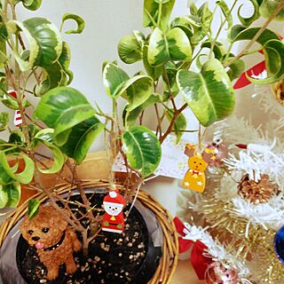 リビング/クリスマス/クリスマスツリー/観葉植物/ベンジャミンバロックのインテリア実例 - 2015-11-27 20:33:32