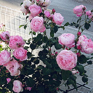 玄関/入り口/庭/薔薇「プリュム」/カップ咲きでコロンコロン可愛い～♥️/私の大切なもの...などのインテリア実例 - 2020-05-13 09:25:00