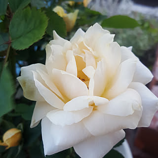 玄関/入り口/北海道/花のある暮らし/みどりのある暮らし/植物...などのインテリア実例 - 2017-08-16 18:28:30