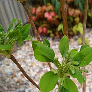 玄関/入り口/植栽スペース/ガーデニングが好き/ドウダンツツジの蕾/もうすぐ咲きますのインテリア実例 - 2023-04-17 08:51:15