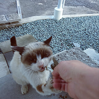 玄関/入り口/手からご飯も食べるよ/野良猫ブランド/殺処分０/いつもいいねやコメありがとうございます♡のインテリア実例 - 2018-10-27 07:40:40