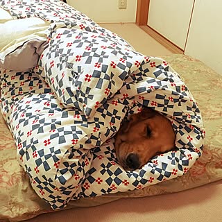 ベッド周り/犬/犬小屋の様な家/ゴールデンレトリーバー/オールドパイレックス...などのインテリア実例 - 2016-05-18 08:09:03