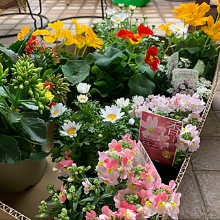 手前の花が可愛い/ベランダガーデニング/今年は桜の開花も早そう/植木鉢足りるかなぁ/朝から雨だけど...などのインテリア実例 - 2022-03-14 08:00:18