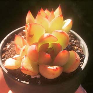 多肉植物/succulent plants/Torontoのインテリア実例 - 2017-10-20 03:34:23