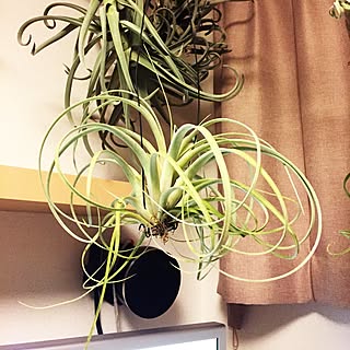 部屋全体/T. crowning glory/s-Tillandsia/@s-tillandsia/エアープランツ...などのインテリア実例 - 2016-05-12 23:15:05