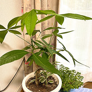 多肉植物/グリーンのある暮らし/賃貸/観葉植物のある暮らし/癒し...などのインテリア実例 - 2021-10-17 14:24:27