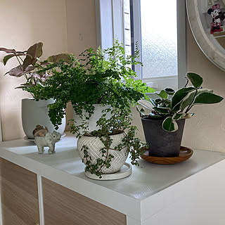 ぞうの置物/観葉植物のある暮らし/IKEA/棚/グリーンのある暮らし...などのインテリア実例 - 2022-08-29 13:02:58