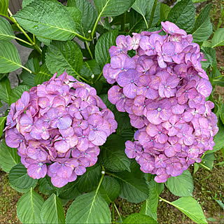 紫陽花剪定(花をとる前)/紫陽花/曇り29℃/蒸し暑い…(*_*)/南の庭...などのインテリア実例 - 2021-07-01 07:36:35