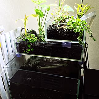 植物 アクアテラリウムのおしゃれなアレンジ 飾り方のインテリア実例 Roomclip ルームクリップ