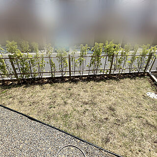 生垣への道はまだまだ長い/マサキの生垣/三角のお庭/マイホーム/日当たり良好...などのインテリア実例 - 2022-04-25 12:11:49