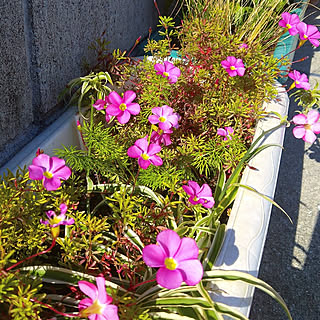 RCの出会いに感謝♡/フォローワー様いつも有難う♡/グリーンのある暮らし/花のある暮らし/ガーデニング...などのインテリア実例 - 2021-12-04 21:29:30