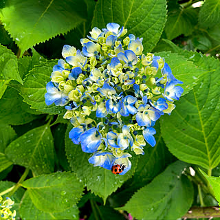 てんとう虫 紫陽花のおしゃれなアレンジ 飾り方のインテリア実例 Roomclip ルームクリップ