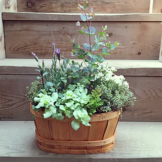 寄せ植え ハーブの寄せ植えのインテリア実例 Roomclip ルームクリップ