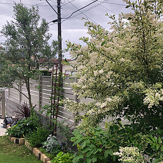 手作り花壇/庭の花/シルバープリペット/白い花が好き/庭のある暮らし...などのインテリア実例 - 2021-05-14 17:18:51