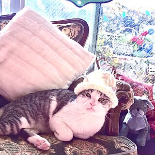 リビング/サンタの帽子/NO CAT,NO LIFE❤️/ニット帽猫用/編み物...などのインテリア実例 - 2016-12-24 12:58:52