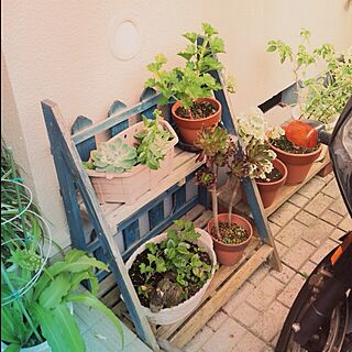 玄関/入り口/うちじゃない/植物のインテリア実例 - 2013-09-23 00:06:57