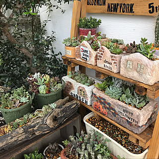 玄関/入り口/モルタルデコ/多肉寄せ植え/多肉植物寄せ植え/プランター...などのインテリア実例 - 2020-10-14 00:02:39