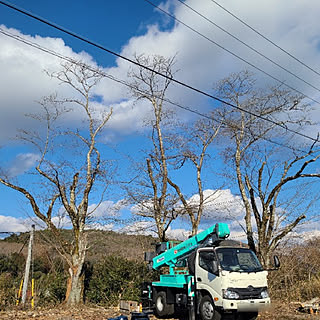 庭木のある暮らし/桜の木/高所恐怖症/高所作業車/旦那さんに感謝...などのインテリア実例 - 2023-02-25 20:57:54