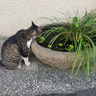 玄関/入り口/ネコ/観葉植物/植物/グリーン...などのインテリア実例 - 2023-09-21 21:57:47