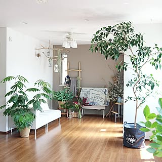 部屋全体/扇風機/観葉植物/NO GREEN NO LIFE/ラダー...などのインテリア実例 - 2017-06-24 21:51:56