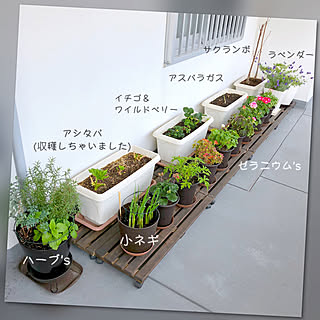 春のお庭/ハーブ寄せ植え/ラベンダー/サクランボ/アシタバ...などのインテリア実例 - 2020-03-28 00:01:17